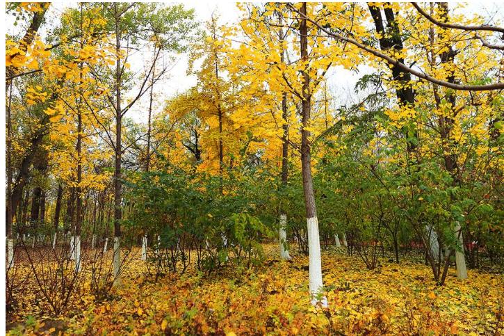 17处京城绝美银杏观赏点，看看有没有家门口的？