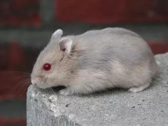 坎贝尔仓鼠和加卡利亚仓鼠,仓鼠生育的小仓鼠种类