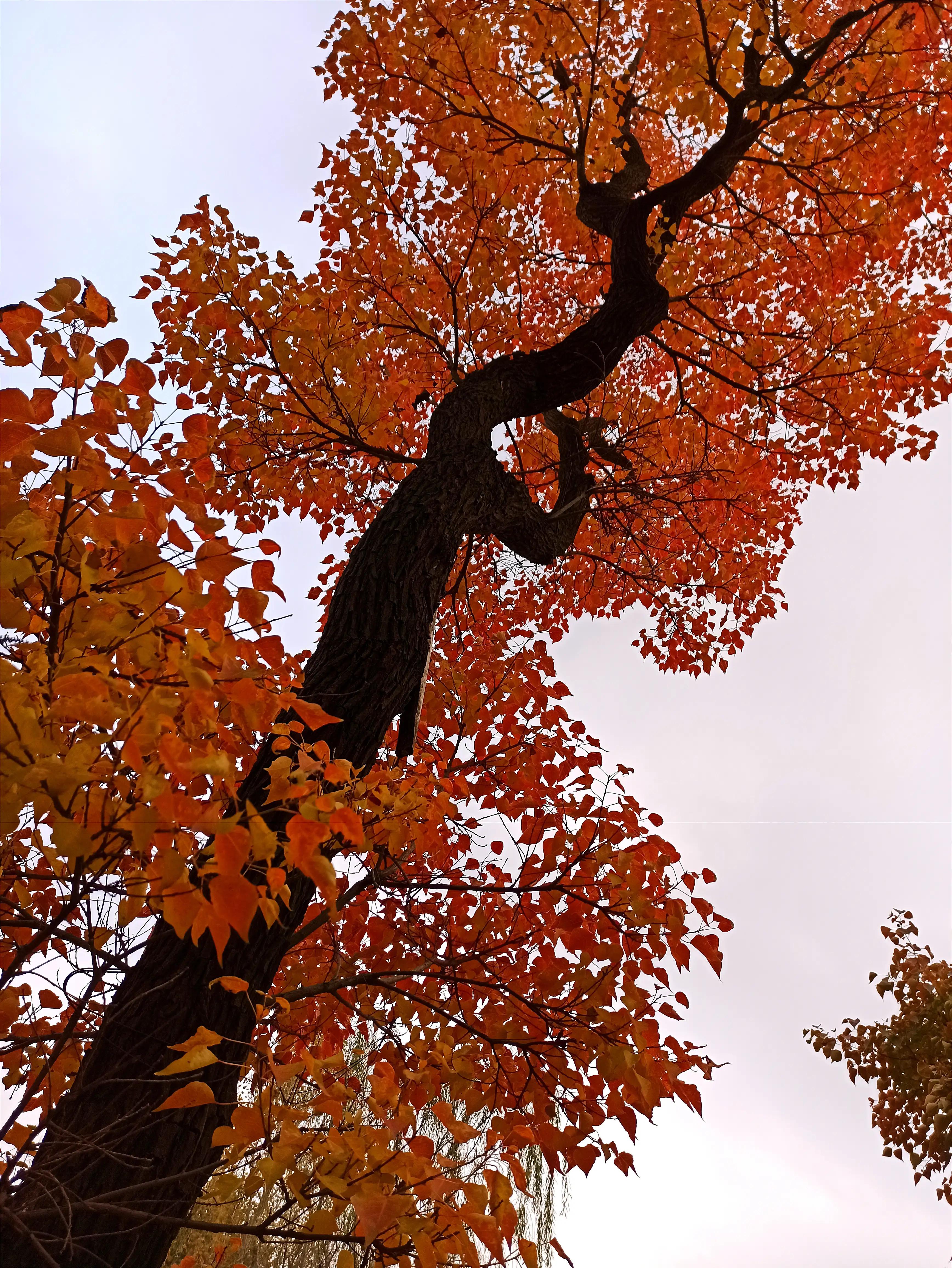 秋天的颜色是五光十色的,秋天的色彩是那样的斑斓