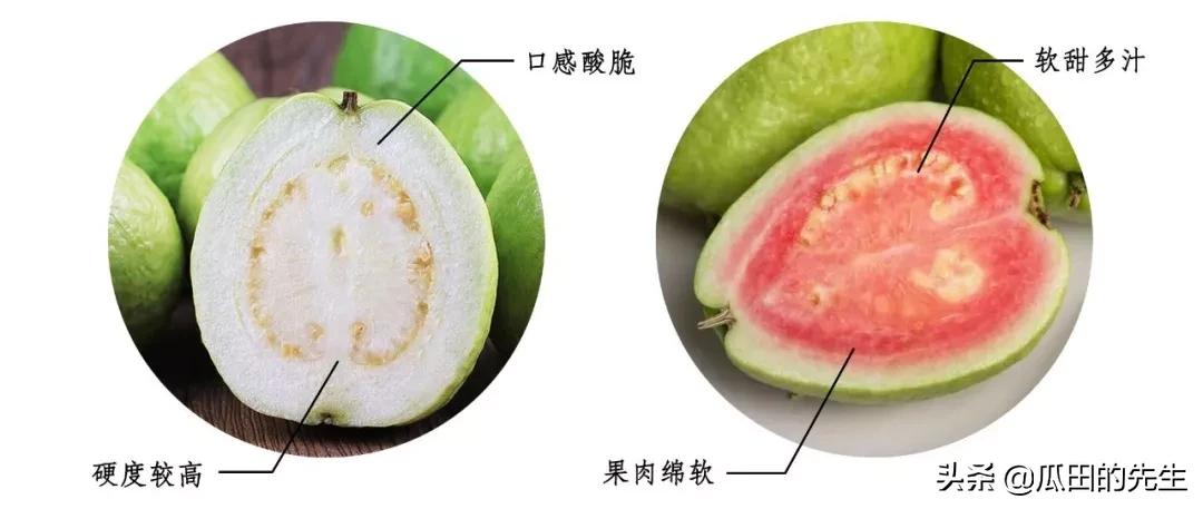 热量脂肪低的水果有哪些,水果低糖低脂