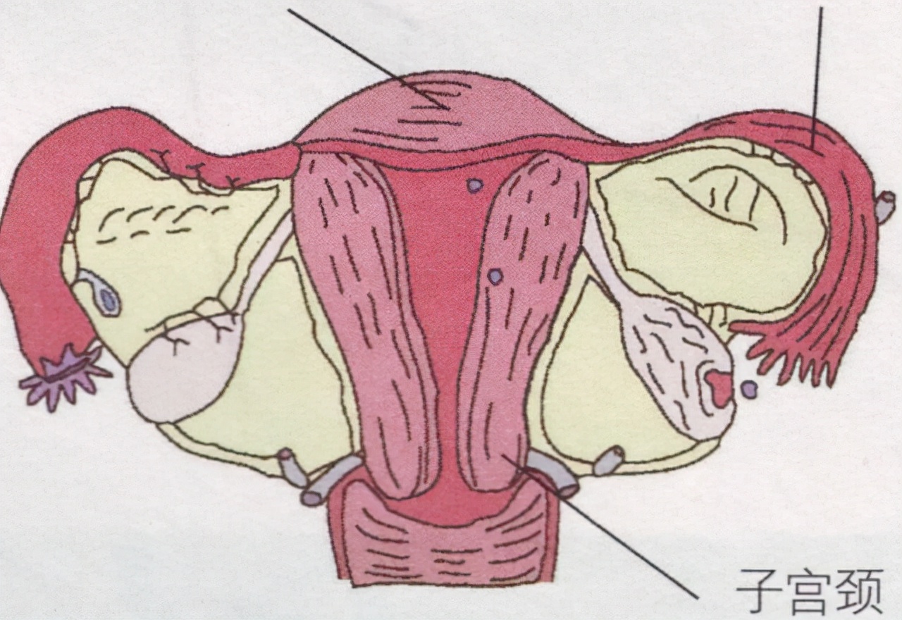 “石女”和正常人一样吗？她们能正常生育吗？大多数人不清楚