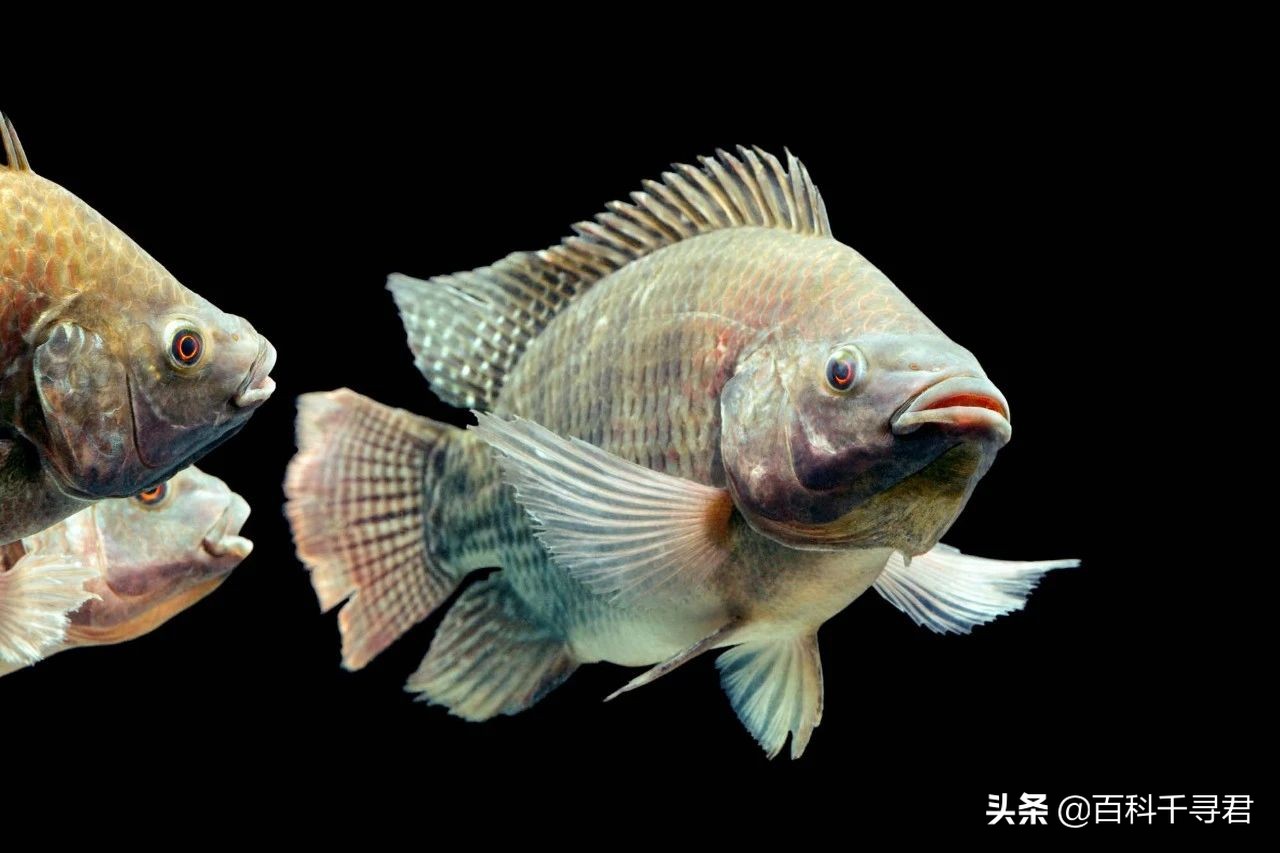 我国有哪些入侵物种,什么入侵物种在中国是被吃最惨的