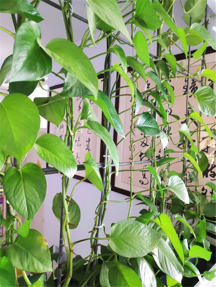 绿萝为什么养到最后变黄变蔫掉了,绿萝换土后发蔫发黄