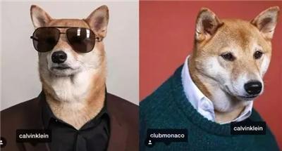 成熟狗狗穿搭,狗界王老五的时尚型穿搭示范