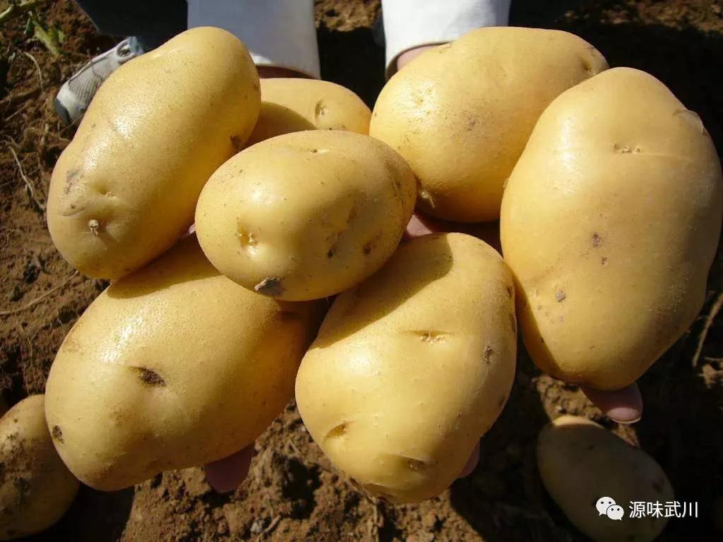 内蒙武川土豆介绍视频,武川土豆的最新行情和走势