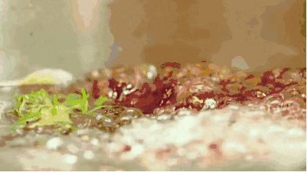 巫婆汤七天减肥法,女巫汤减肥法