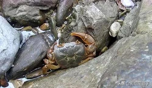 十种最好吃的河鲜,最常见美味的河鲜