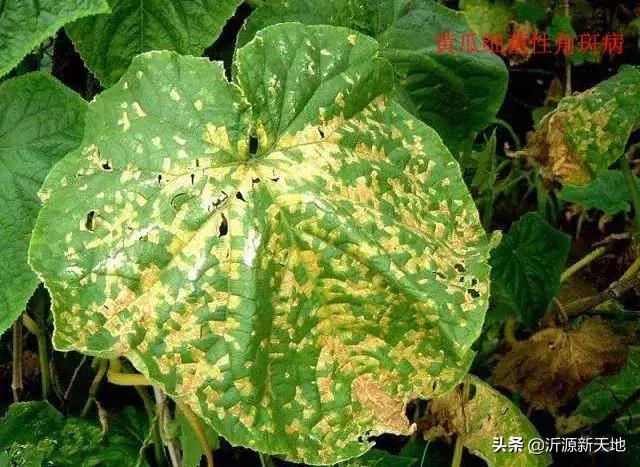 真菌细菌病害区别,作物真菌和细菌识别方法