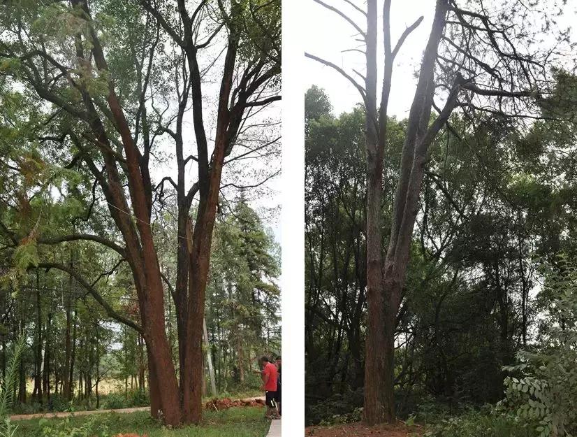 攸县大同桥罗家潭抖音视频,攸县乡村文化景点