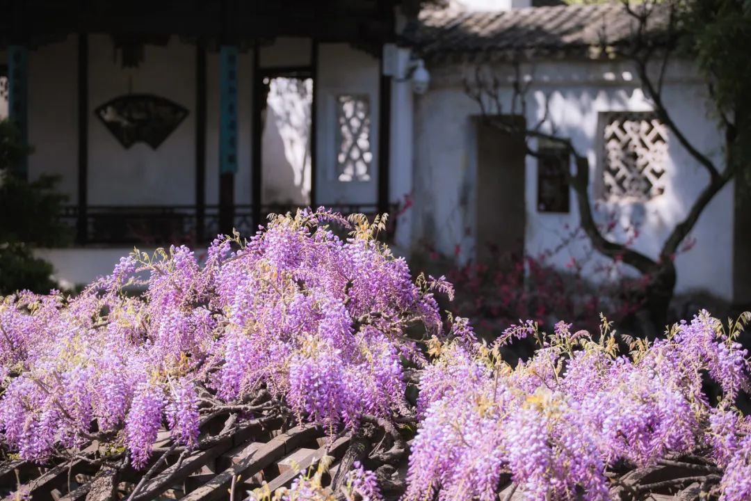 苏州真正的烟雨江南在哪里,江南烟雨苏州古城