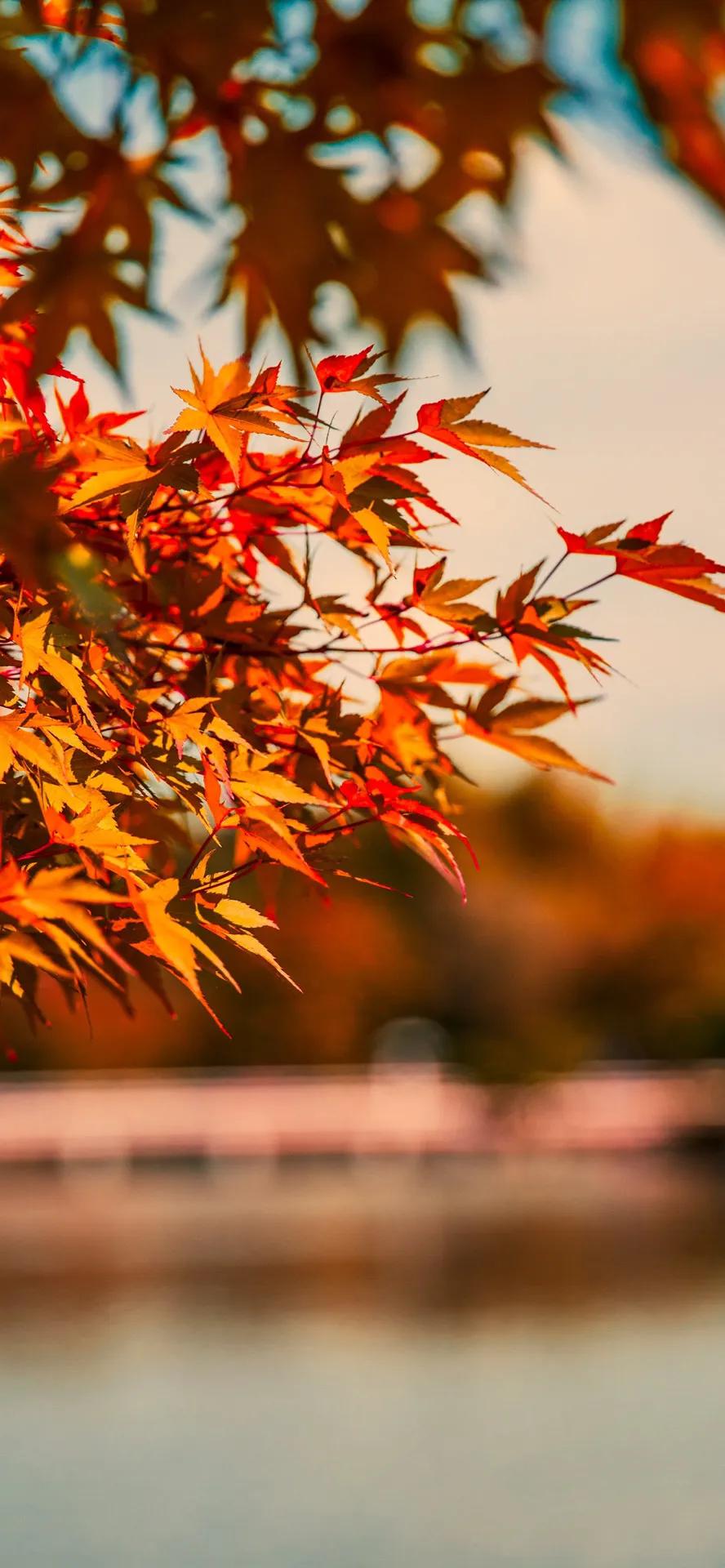 livephoto壁纸风景,livephoto壁纸动态效果不可用