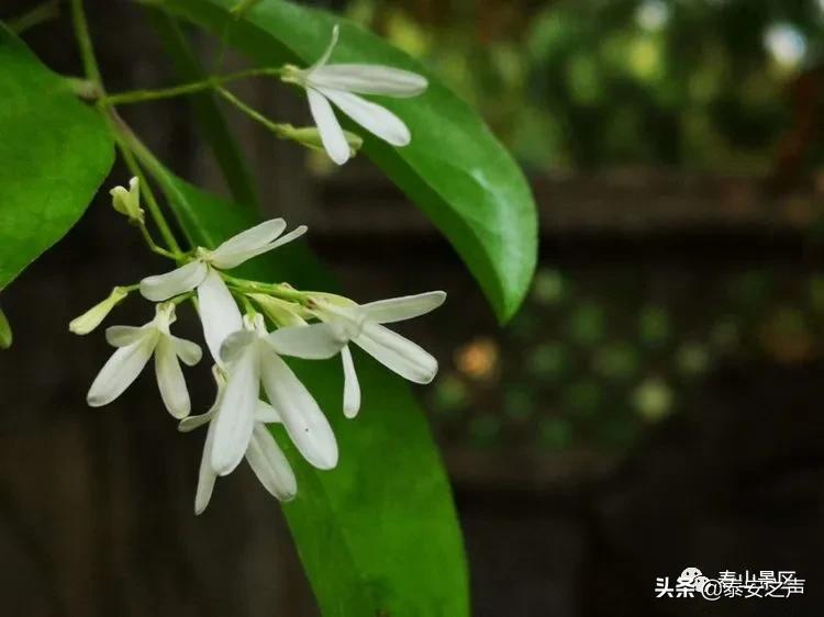 三月三蟠桃会王母娘娘聚群仙,又是一年三月三王母娘娘蟠桃会