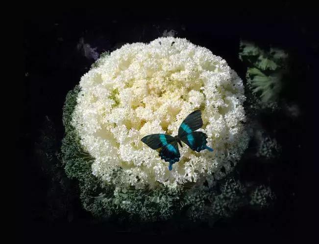 绿色像菜一样的花,像菜一样的花