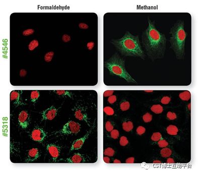 免疫荧光技术的优缺点,免疫荧光一抗二抗稀释比例