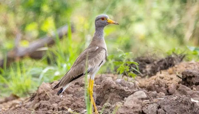 中国的植物多样性保护,全国林草生物多样性保护成就展