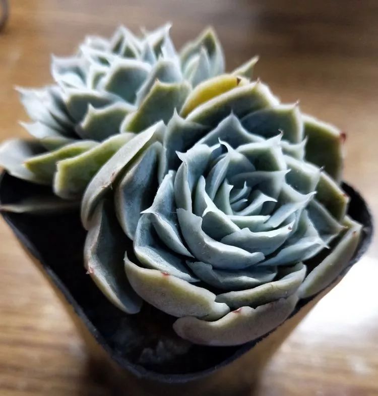 大四老学姐的寝室生活,养肉路上的真实感受