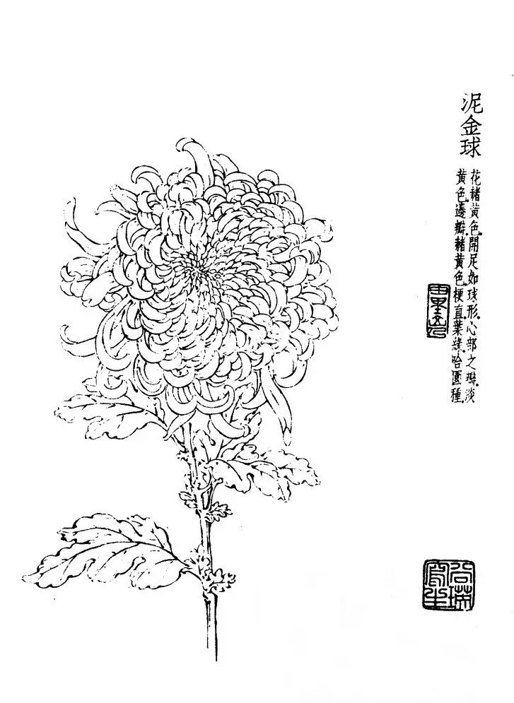 菊花白描基础花瓣的画法,白描菊花用笔