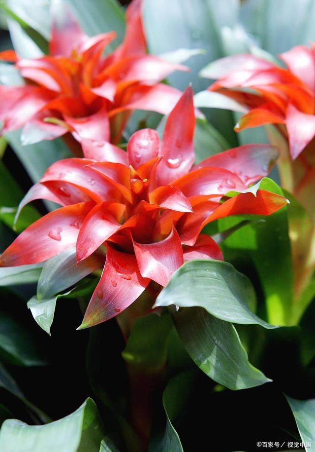 室内适合养什么花寓意好,新家养什么花有寓意又好看