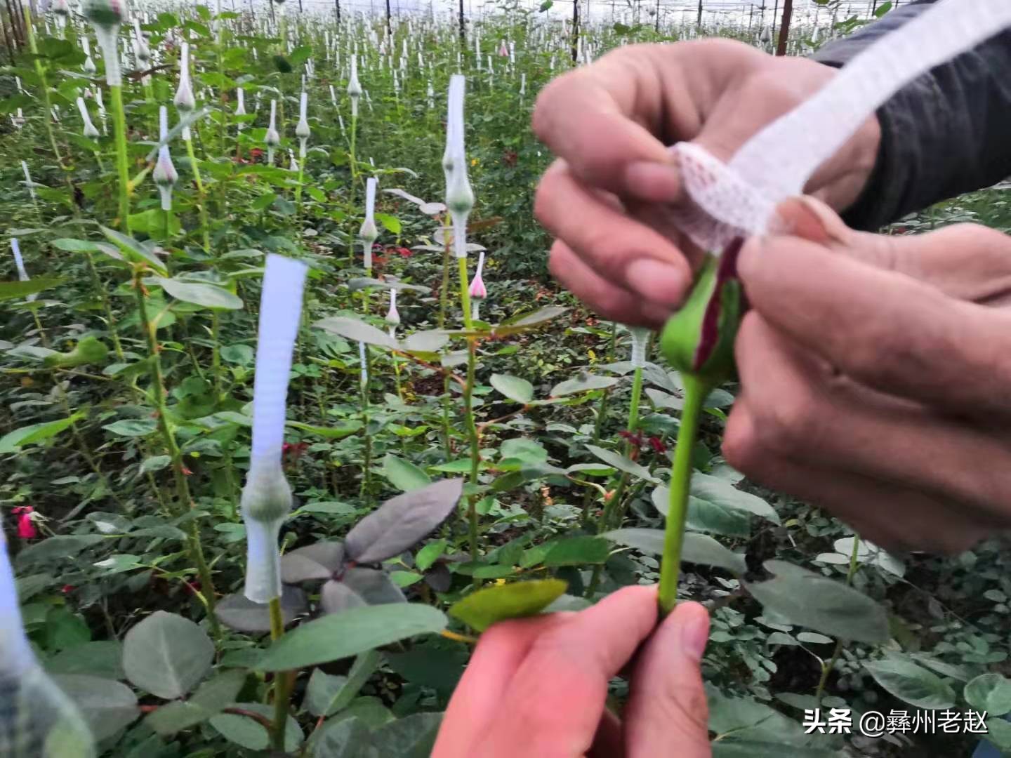 如何提高玫瑰花香味,怎么提高玫瑰的成活率