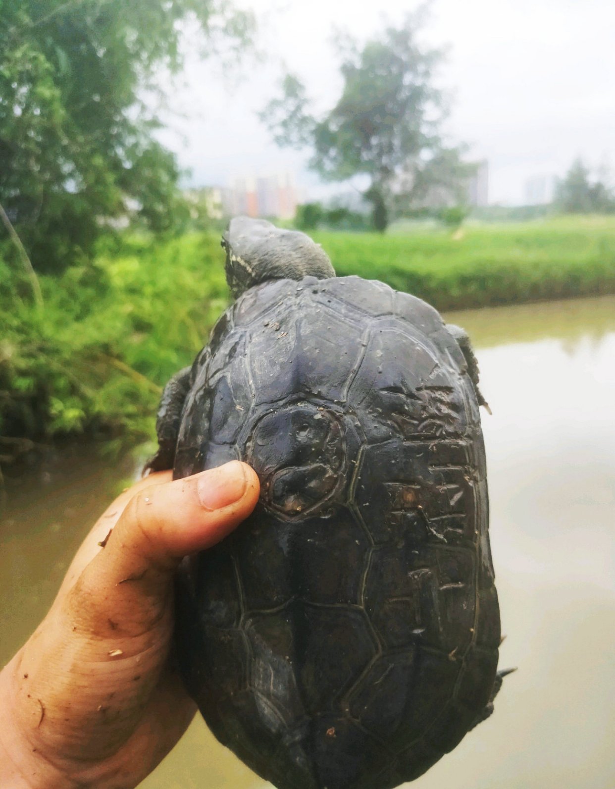南宁钓友钓了只墨龟，背上刻了“宁莉陈”三个字，钓友：想养起来