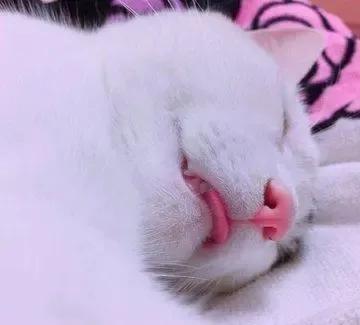 吐舌头的猫是有病吗,吐舌头的喵星人