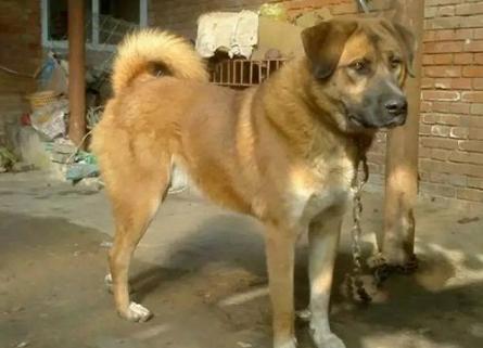 中华田园犬这种狗有什么缺点,中华田园犬为什么比其他狗容易养