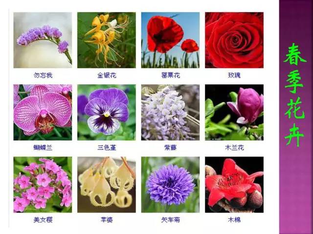 花卉大全500种观叶植物名称,1332种常见花卉植物图谱