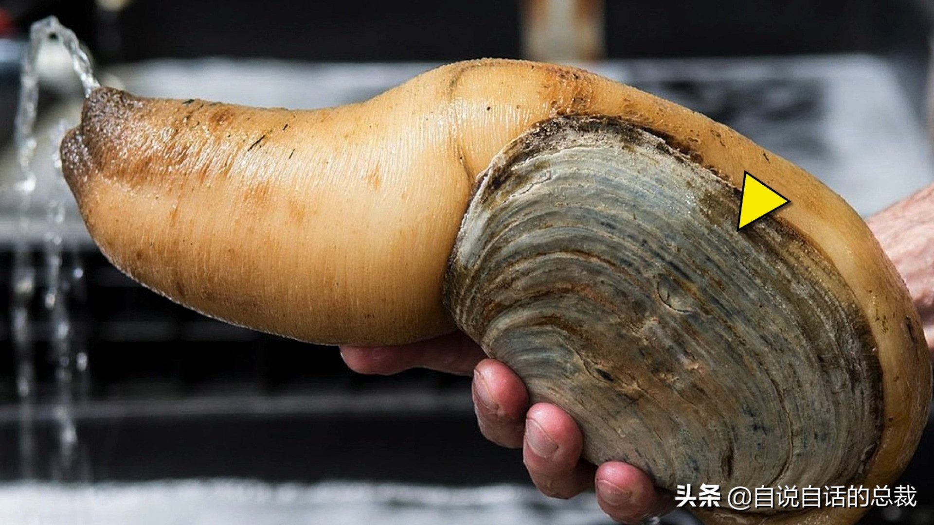 蚬蚌蛏的区别是什么,蚶子蛤蜊蚬子区别