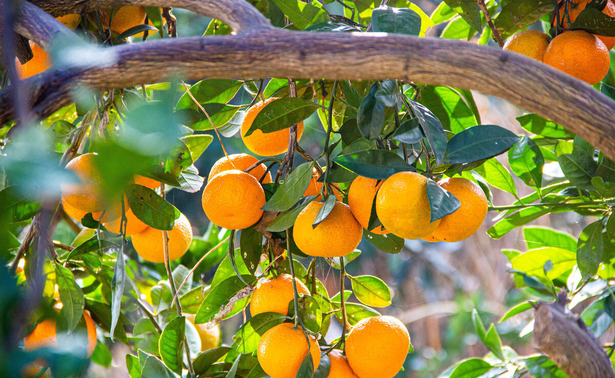 家门口种什么果树最好最旺财,客厅种什么果树旺宅还好养