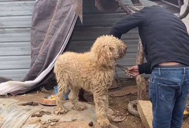 巨贵犬可以在农村生活吗,巨贵犬几百块的能买吗