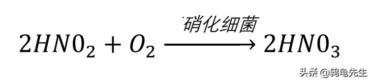 硝化细菌放多了有影响吗,硝化细菌放得太多后果会怎样