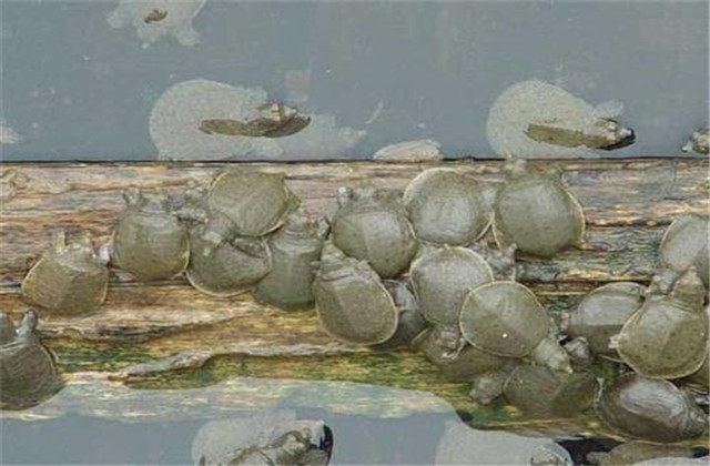 中华鳖饲养管理技术,中华鳖的养殖周期是多少