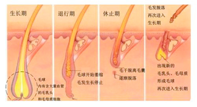 如何拥有又长又发量多的头发,头发长什么样子好看