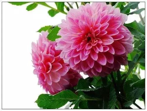 各类盆栽花语大全及寓意,各绿植寓意名字及花语大全