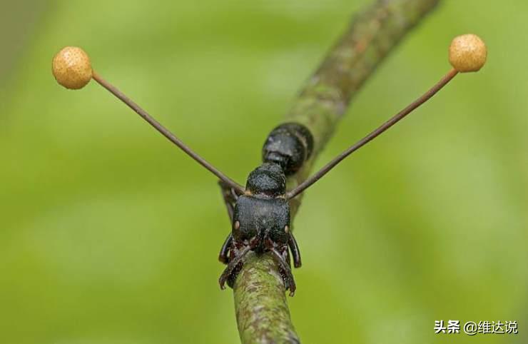 虫草菌是真菌还是僵尸,虫草菌真的可以把人变成僵尸吗