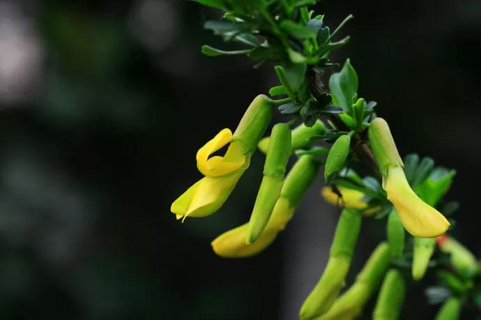 清新的花可以做什么菜,做菜点缀可食用的花
