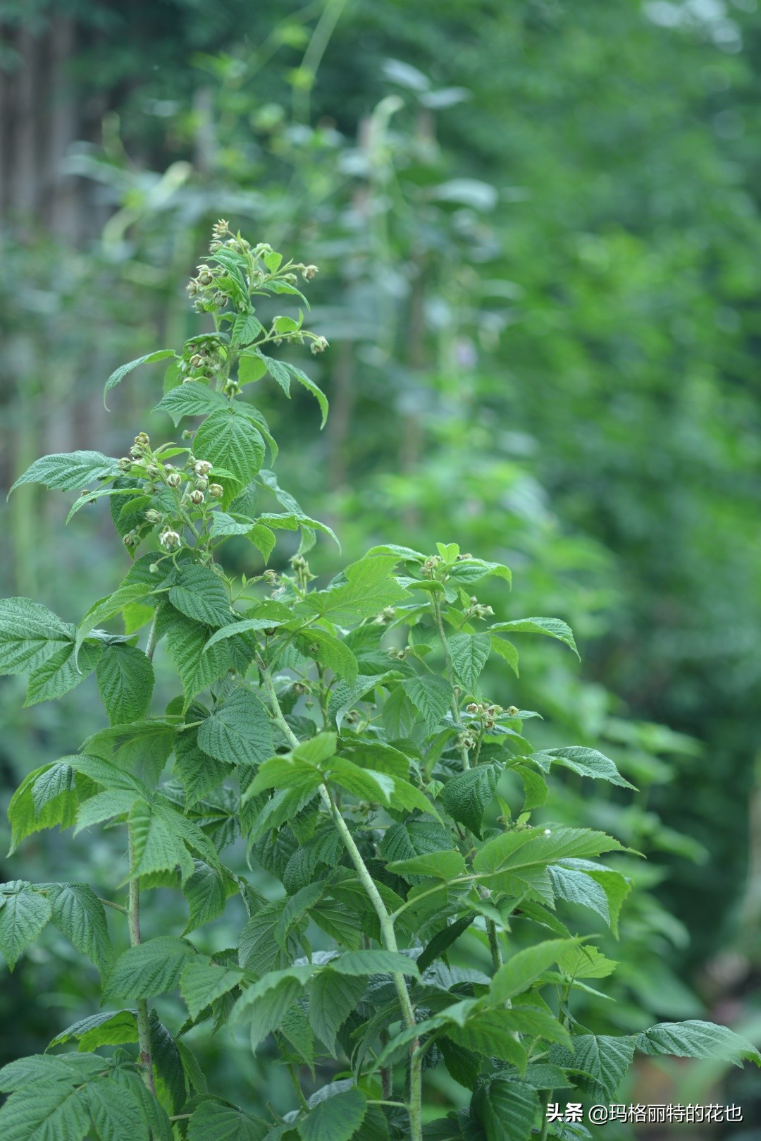 树莓在庭院怎么种植,树莓可在院子里种吗