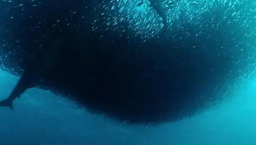 孩子必看海洋纪录片,海洋深处的未知生物纪录片推荐