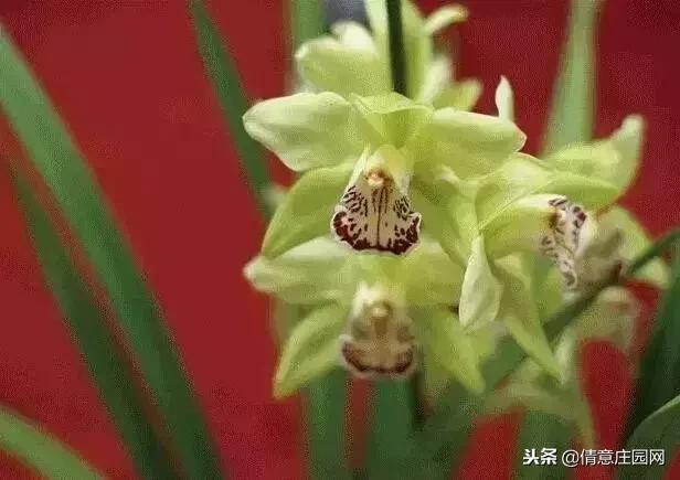 名贵植物排行榜前十名,名贵树种排名