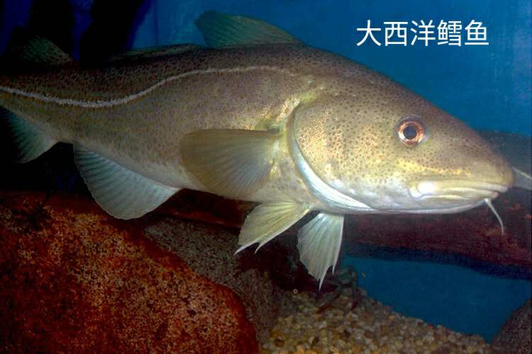 买到了假鳕鱼应该怎么办,鳕鱼真假分不清别慌看完这篇秒懂