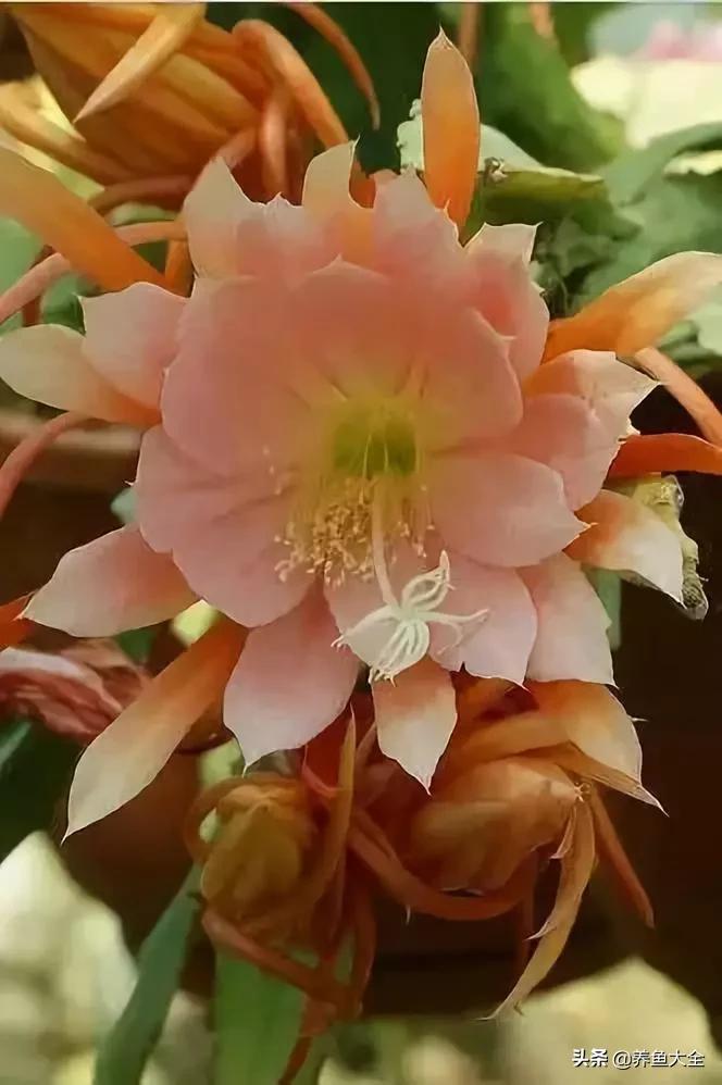 一至十二月的花期,12月到2月份的花期