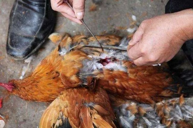 衡阳阉鸡技术培训,阉鸡养殖技术如何快速催肥增重