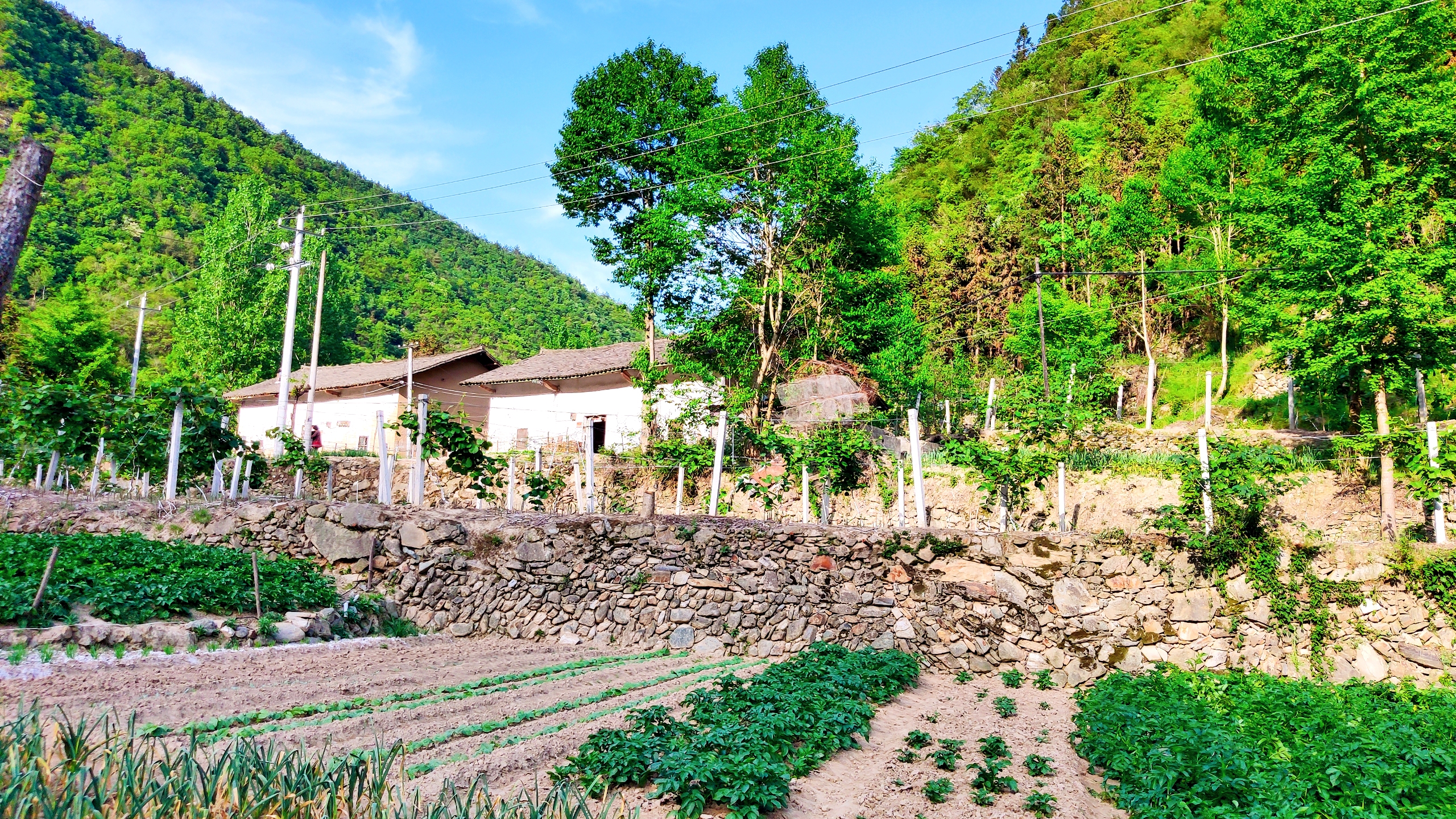 十堰卡子村千年银杏古树,卡子沟千年银杏十堰