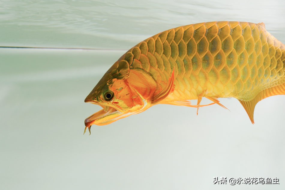 饲养红龙有蛋白虫应该怎么处理,饲养红龙蜈蚣的湿度需要多少