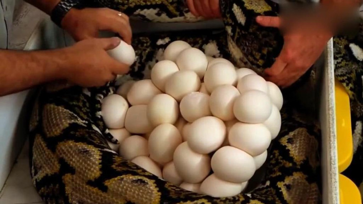 可怕40斤巨蟒藏天花板,吓人巨蟒