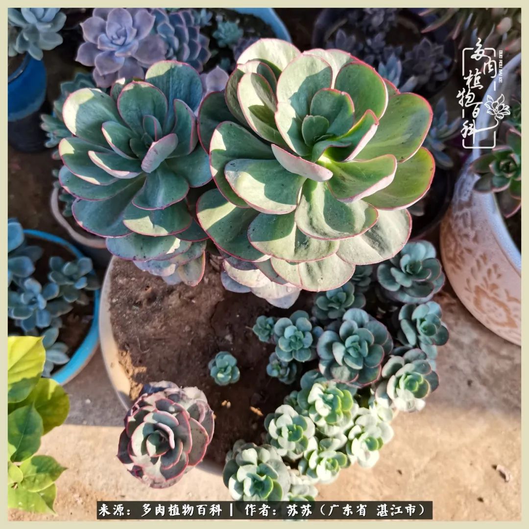 不要辜负与多肉的美好时光,多肉可以给人岁月静好的感觉
