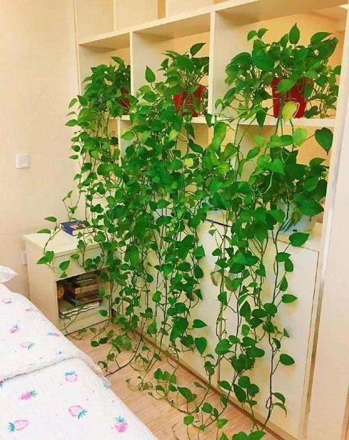 绿萝喜欢喝这三种水绿萝长得旺盛,家养绿萝给绿萝喝点什么长得好