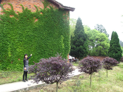 夏天院子里种爬山虎,家中种爬山虎