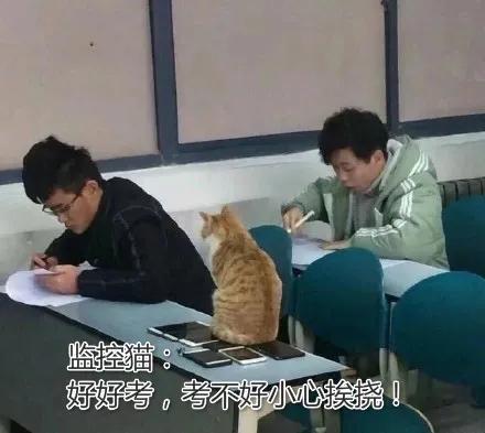 一到毕业季，我们大学的校猫就疯了哈哈哈