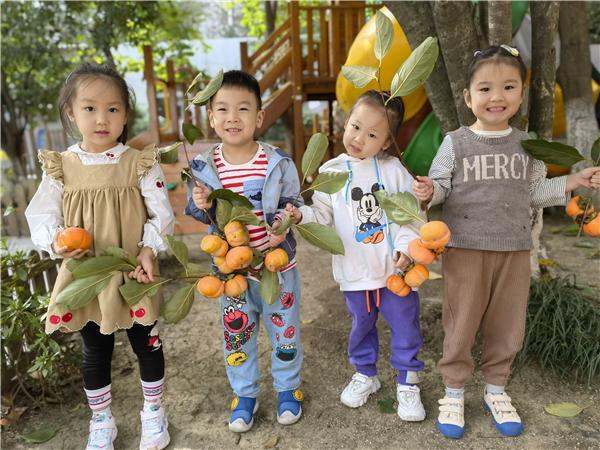 合肥市宿州路幼儿园：十月丰收秋味浓，香甜脆柿采摘忙